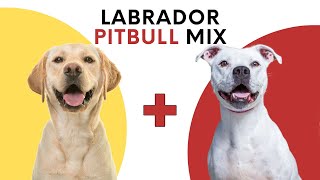 Labrador Pitbull Mix Traits Care and Training [upl. by Fleda]