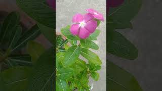 Noyontara🌸🌸 nature flowers garden viralvideo foryou viralshorts [upl. by Clarhe675]