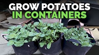 How to Grow Potatoes in Containers Hilling Up Process Explained [upl. by Fernando]