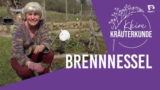 Brennnessel  Kleine Kräuterkunde mit Ruth Pfennighaus [upl. by Nnael]