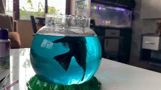 Angel Fish Care Tips from my 1year experience  Hindi  एंजेल मछली का ख़्याल कैसे रखें [upl. by Camile]