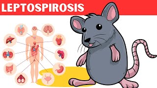 Leptospirosis  Causes Risk Factors Pathology Signs amp Symptoms Diagnosis And Treatment [upl. by Annohsat]