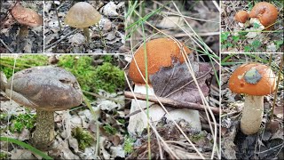 WALDPILZE  Rotkappen Birkenpilze  aus Heimat und Natur  September 2021 Sachsen [upl. by Rothmuller770]