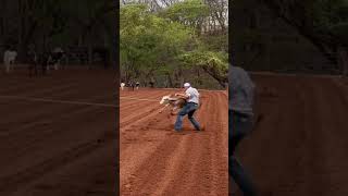 Tiaozão pião vida loca animal cavalo rodeo cowboy calfroping equestrian riding laço [upl. by Harriott884]