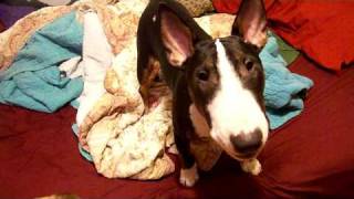 Bull Terrier Barking [upl. by Enirahtak]