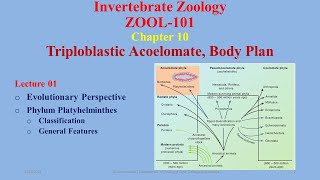 Triploblastic Acoelomates Evolutionary Perspective Platyhelminthes Classification [upl. by Nnaeirb912]