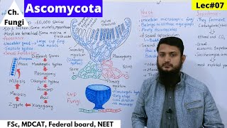 Ascomycota  Ascomycota life cycle  Reproduction in Fungi  Lec07  part 1 bio [upl. by Haye149]