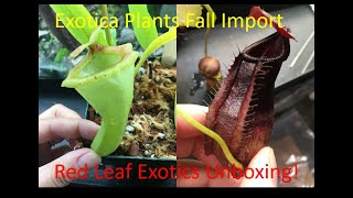 Exotica Plants Fall 2020 Import  RedLeaf Exotics Unboxing [upl. by Enninaej]