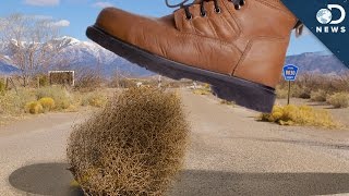 America’s War On Tumbleweeds [upl. by Yellah]