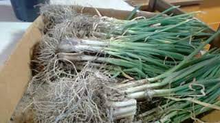 How to Store and Save Onion Sets Bulbs For the Next Growing Season [upl. by Nnaael]