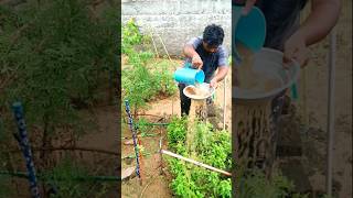 Super liquid fertilizer for plants 👍organicfarming gardening organic [upl. by Curley]