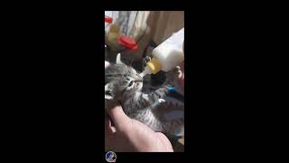 PetsTV is live Hello world  Feeding time with cute kitten 🐈 Thanks for watching 🐈 [upl. by Eba]