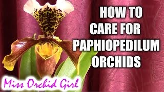 How to care for Paphiopedilum orchids  watering fertilizing reblooming [upl. by Asille]