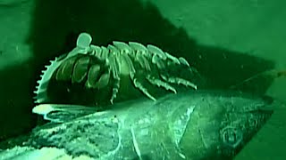 Giant Isopod Feeds on Fish Head  Deep Ocean ROV Footage [upl. by Crifasi244]