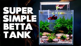 Aquascape Tutorial Betta Cube Aquarium How To Step By Step Planted Tank Guide [upl. by Irami800]