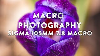 Macro Photography With Sigma 105mm f28 EX OS HSM Macro Lens [upl. by Biddie]