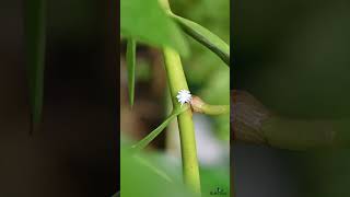 A tiny white insect that crawls and looks like the Nymph of plant hopper or Mealybug cute insect [upl. by Llertniuq]