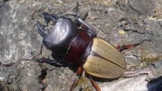 Odontolabis femoralis waterstradti  Stag Beetle  Hirschkäfer [upl. by Cavallaro518]