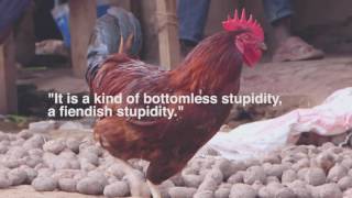 Werner Herzog Chicken Quote [upl. by Avehsile118]