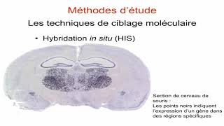 Méthodes d’études en biologie cellulaire [upl. by Merdith529]