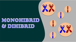 Persilangan Monohibrid dan Dihibrid I Menghitung Persilangan Monohibrid amp Dihibrid I POLA HEREDITAS [upl. by Kihtrak920]