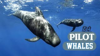 PILOT WHALES अंधेरे महासागर की गहराई में शिकार करनेवालेशिकारी   Wildlife Documentary in हिंदी [upl. by Krug]