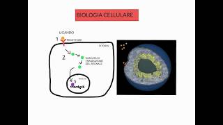 CORSO DI BIOLOGIA CELLULARE 1  LEZIONE 1 DI 23  VIE DI SEGNALAZIONE CELLULARE  GENERALITA  1 [upl. by Lledrac]