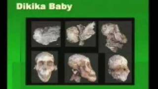 Australopithecus A Closer Look [upl. by Ecinej]