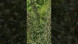 Echium Italicum  Viper Bugloss gardening plants flowers funfacts horticulture funfacts [upl. by Airyk]