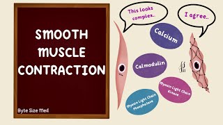 Smooth Muscle Contraction  Excitation Contraction Coupling  Nerve Muscle Physiology [upl. by Mandie]