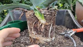 How to repot an Agave and separate its pups [upl. by Lardner]