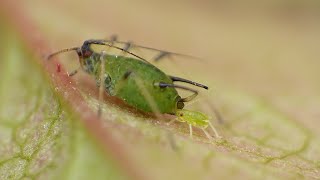 Aphid Live Birth  Macro Video  Photography  Panasonic  Raynox  Macro Shots [upl. by Rizan917]