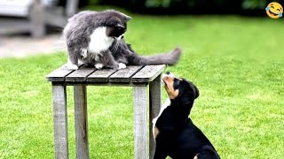 Funny animals😂 popularity battle of cats🐈 dogs🐕 and parrots🦜 video 2024 [upl. by Ocir455]