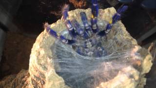 Gooty Sapphire Ornamental Poecilotheria Metallica feeding [upl. by Dani642]