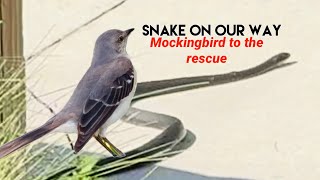 Mockingbird chases the snake out of our way  Bird vs Snake [upl. by Remot900]