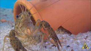 Understanding Crayfish A beginners Guide  SlapHazard Films [upl. by Ashlen]