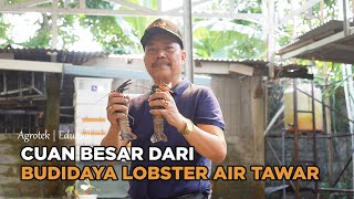 Jurus Sukses Budidaya Lobster Air Tawar Modal Kecil Auto Untung Besar [upl. by Kaazi]