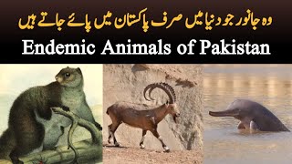 Endemic Animals of Pakistan  Species of wildlife animals which are only found in Pakistan [upl. by Hagen]