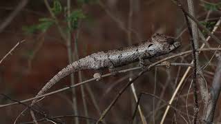 Chameleon on our way to Ankarana Nationalpark Madagascar [upl. by Ashley320]