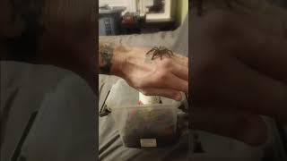 Handling a Poecilotheria Metallica [upl. by Zanas]