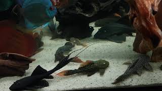 Pleco l25l24l14l273l137L172l600L27CL27DL200L128L82LDA33Blue eyed [upl. by Nae451]