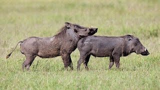 Secret Habits of Warthogs Revealed [upl. by Carmita162]