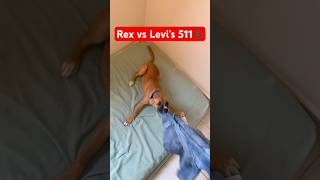 Rex vs Levi’s 511 levis jeans dog fashion [upl. by Ecnaled]