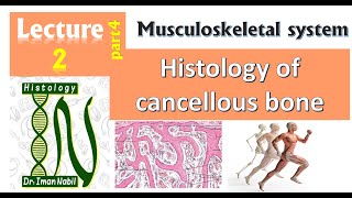 2dHistology of Cancellous bone [upl. by Rouvin]