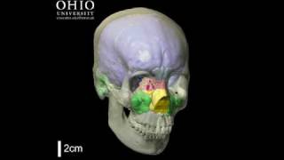 WitmerLab Human brain and paranasal sinuses  Yaw [upl. by Josh]