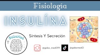 Fisiología Endocrina  Insulina Síntesis Y Secreción [upl. by Enneirb]