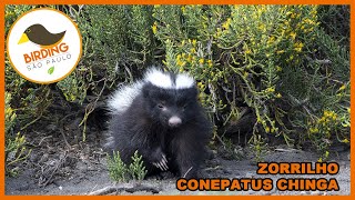 Zorrilho Conepatus chinga [upl. by Burke]