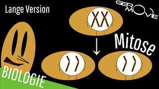 ► Mitose  verständlich erklärt  Lange Version [upl. by Labaw]