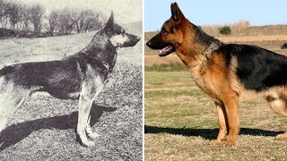 Heres what popular dog breeds looked like before and after 100 years of breeding [upl. by Brookes838]