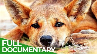 The Real Dingo  Australias Apex Predator  Free Documentary Nature [upl. by Clemmie634]